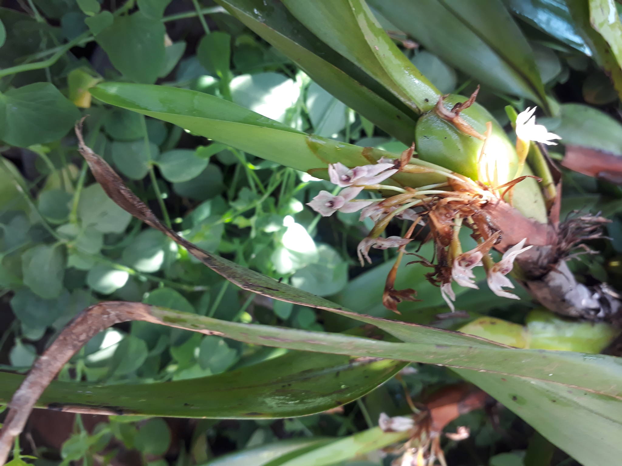 Maxillaria densa
